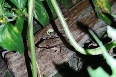 Indosylvirana nicobariensis