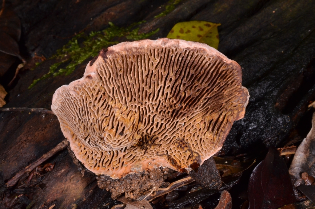 Hispidaedalea