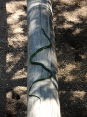 Philothamnus natalensis