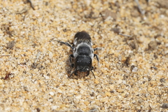Megachile canifrons