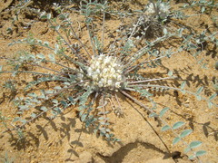 Astragalus scabrisetus