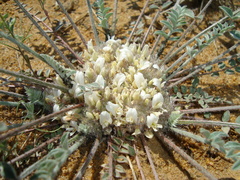 Astragalus scabrisetus