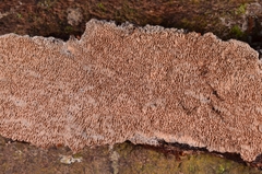 Trichaptum podocarpi