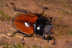 Neolucanus