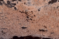 Trichaptum podocarpi