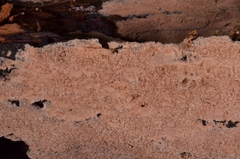 Trichaptum podocarpi