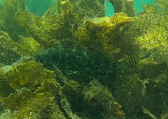 Aplodactylus lophodon