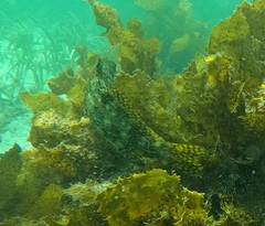 Aplodactylus lophodon