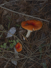 Amanita muscaria