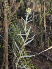 Pseudognaphalium viravira