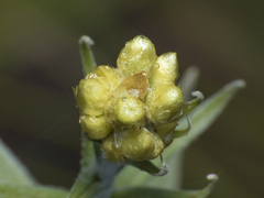 Pseudognaphalium viravira