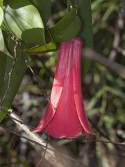 Lapageria rosea