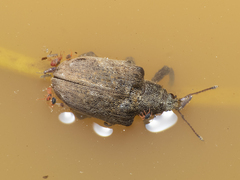 Gonipterus platensis