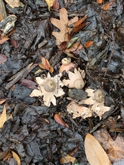 Geastrum