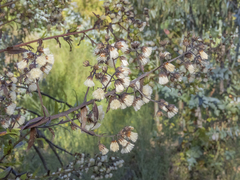 Baccharis racemosa