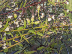 Baccharis racemosa