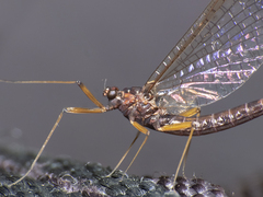 Ephemeroptera
