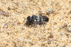 Megachile canifrons