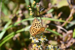 Argynnis laodice