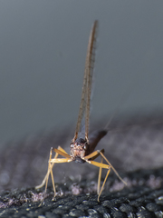 Ephemeroptera