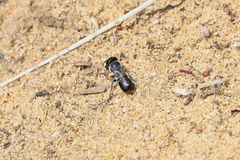 Megachile canifrons