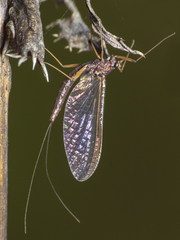 Ephemeroptera