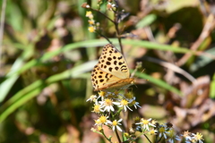 Argynnis laodice