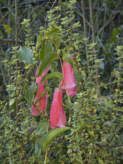 Lapageria rosea