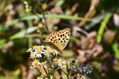 Argynnis laodice