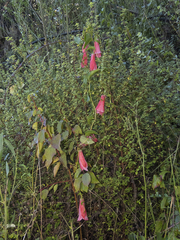 Lapageria rosea