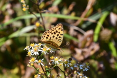Argynnis laodice