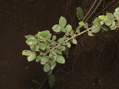 Luma apiculata