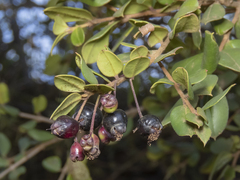 Luma apiculata