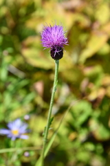 Cirsium maackii
