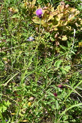 Cirsium maackii