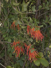 Tristerix corymbosus