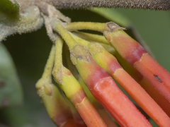 Tristerix corymbosus
