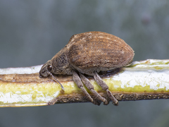 Gonipterus platensis