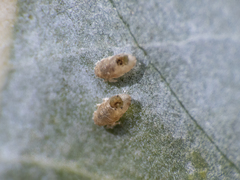 Ctenarytaina eucalypti