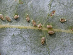 Ctenarytaina eucalypti