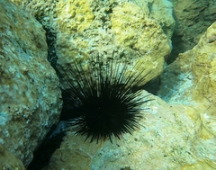 Diadema africanum