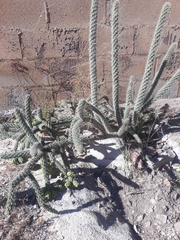 Cylindropuntia thurberi