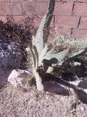 Opuntia lindheimeri