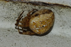 Araneus diadematus