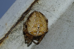Araneus diadematus