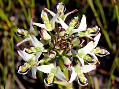 Disa bivalvata