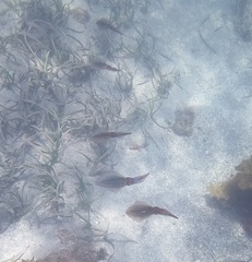 Sepioteuthis australis