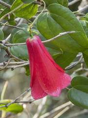 Lapageria rosea