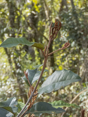 Aextoxicon punctatum