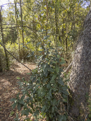 Aextoxicon punctatum